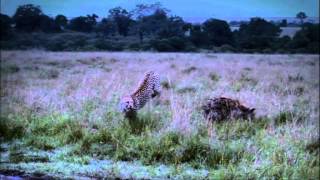 Zuku Max African Cats