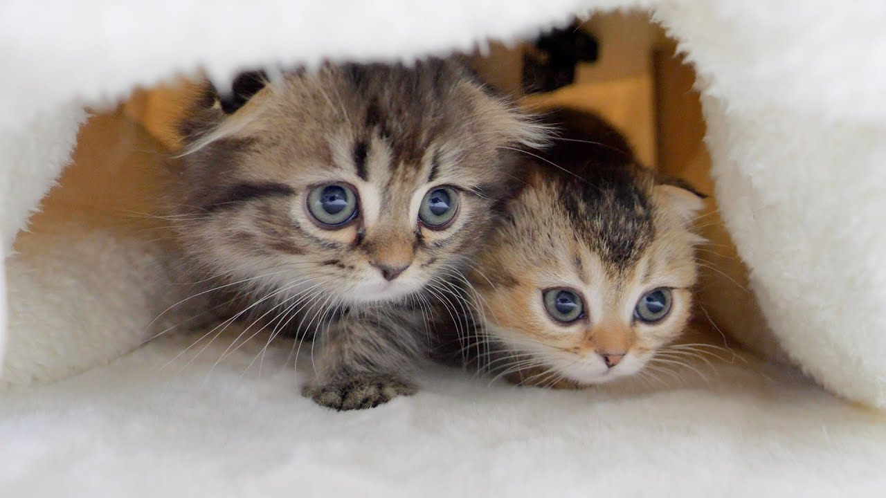 Котацу был таким удобным, что спрятавшиеся внутри котята выглядели такими милыми!