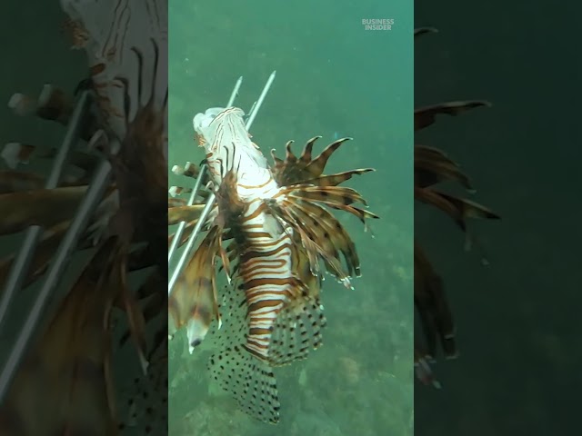 Why traditional #fishing methods don't work for invasive #lionfish.  #Colombia