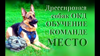 г.Набережные Челны.Дрессировка собак.ОКД. г.Набережные Челны.Дрессировка собак.ОКД.