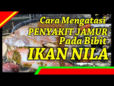 Video: Infeksi Jamur Pada Ikan