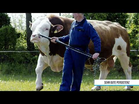 Bayern-Genetik Bullen Porträt WALFRIED