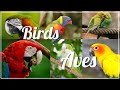 Compilación de Aves / Birds Compilation / TheirOwnChannel