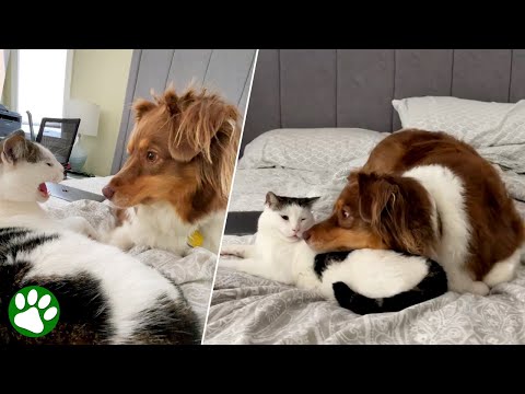 Entschlossener Hund überzeugt zweifelnde Katze davon, sie wieder lieb zu haben