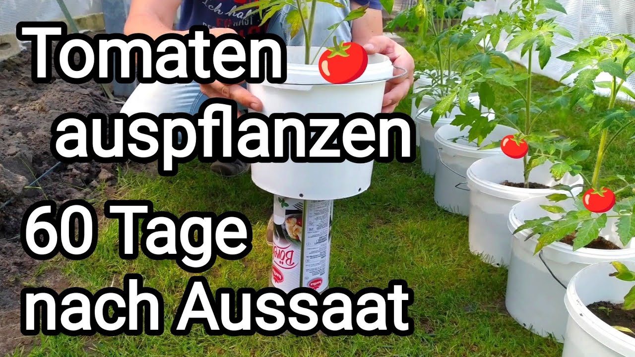 Tomaten 🍅 einpflanzen 60 Tage nach Aussaat YouTube