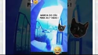Cat helper catlovers gatos funnycats CatFail CatJumpFail cutepets petlover #Cat #cats Sonya Pets pet