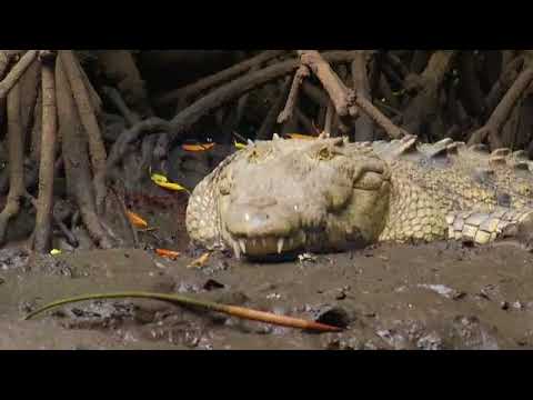 Cocodrilos en la Barra de Santiago. - YouTube