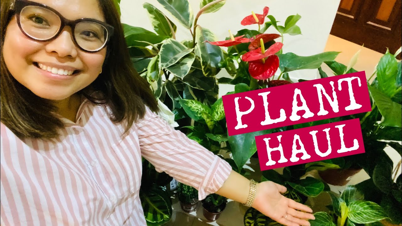 PLANT HAUL IN QATAR