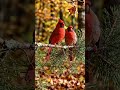 Birds beauty@