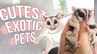 Cutest Exotic Pets You Can Legally Own!