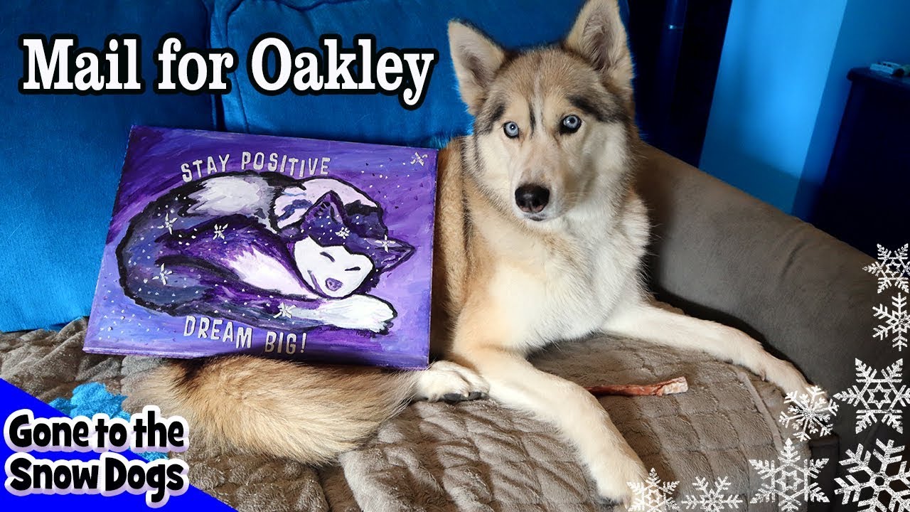 Mail for Oakley the Husky | Memorial Mail Vlog
