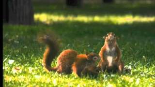 The Litter Bug PSA
