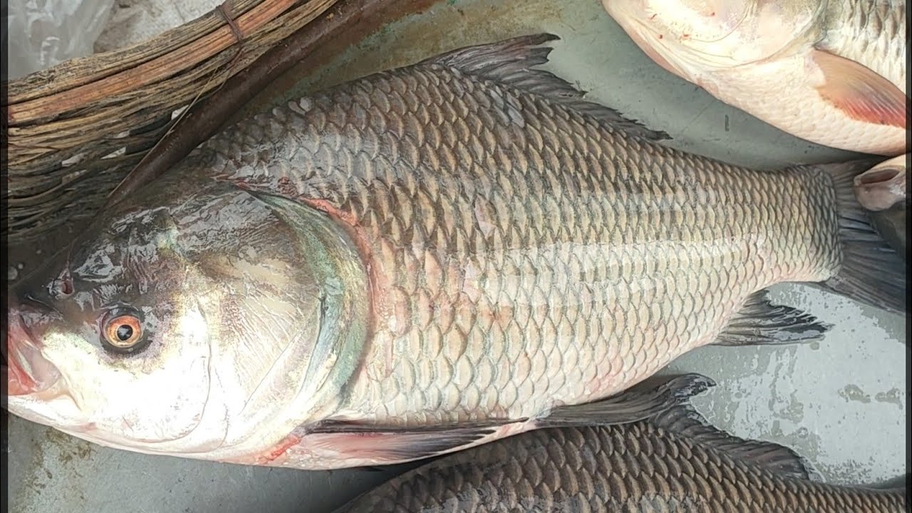 giant katla & piano fish, Kaliakoir, Dhaka, Bangladesh, - YouTube