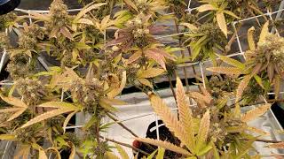 Blackberry Kush water only using Michigan Medium