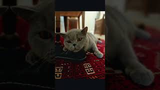 Ojitos Naranja #catlovers #britishcat #pets #youtubeshorts
