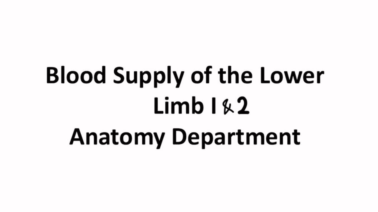 CVS Anat L8,9 (Aya Amir)