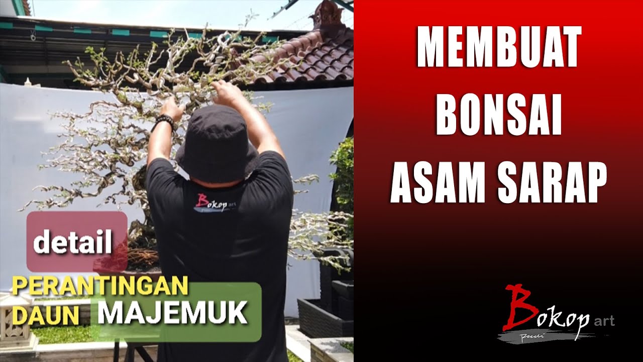 MEMBUAT BONSAI ASEM SARAP