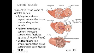 Chapter 10, Part 1 A