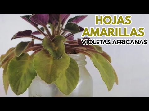 Video: Razones por las que las hojas de violeta africana se vuelven amarillas: cómo cuidar las violetas africanas amarillentas