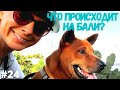 Что происходит на Бали? #24