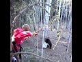 12 year old smokes a black bear with the long bow  archery black bear hunting