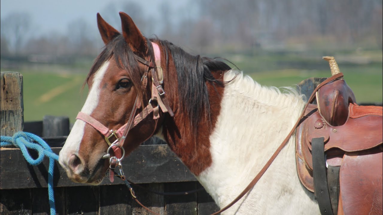 “HOLLIS” Kentucky Humane Society YouTube