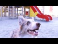 ЗООСАД: адаптация щенка в городской среде