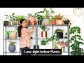Best Low Light Indoor Plants for Any Home