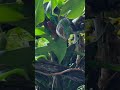 Peeking a boo at Psipsinoulis Bioactive, naturalistic enclosure, the home of our panther chameleon!