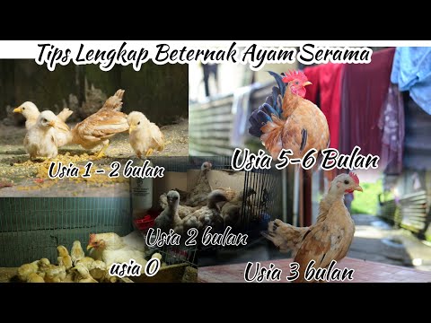 Tips Lengkap Beternak