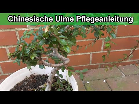 Chinesische Ulme Pflege Tipps / Ulmus parvifolia Bonai pflegen / Standort /  Gieen / Schneiden