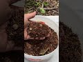 Amazing (almost) Instant Kitchen Compost