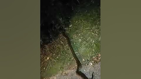First Time We Encounter This Huge Python On Our Night Trail Run @Lan Tau HongKong.