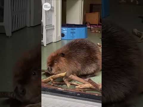 Nibi the beaver takes action to stop new roommate from returning | USA TODAY #Shorts
