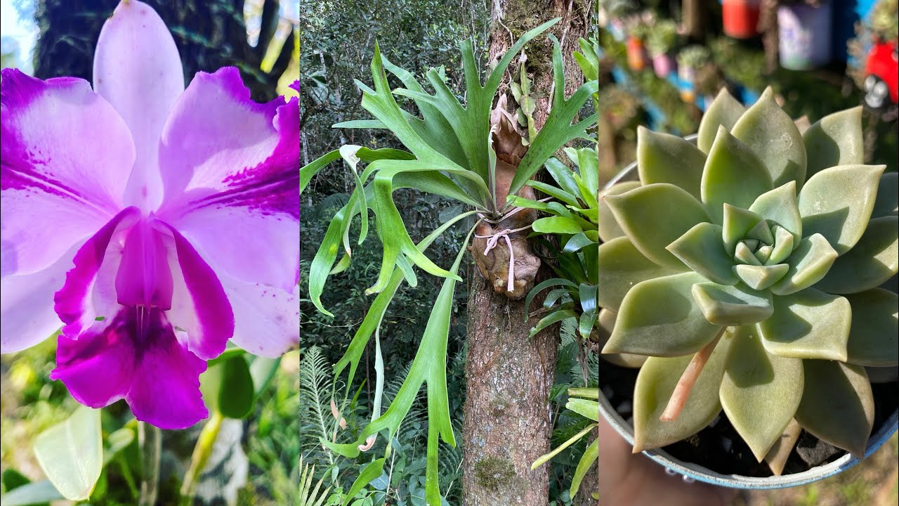 TOUR NO JARDIM DE SUCULENTAS E ORQUÍDEAS/ COMO FAÇO A MANUTENÇÃO EM UM JARDIM TÃO GRANDE.