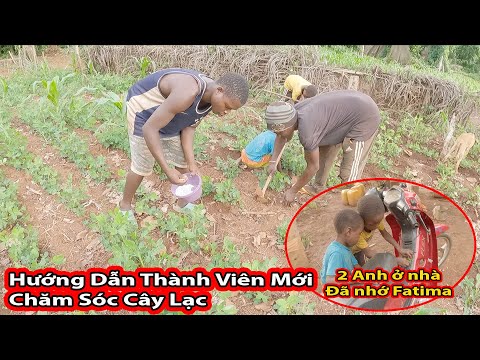 Tập 222: Hướng dẫn thành viên mới chăm sóc cây lạc khi Antonio vắng nhà||2Q Vlogs cuộc sống Châu Phi