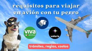 Viajar en avión con tu perro: requisitos, trámites y tips | Volaris, Vivaaerobus, Aeroméxico 2023