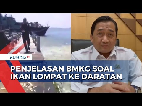 Viral Ribuan Ikan Lompat ke Daratan, BMKG: Tak Terkait Gempa atau Tsunami