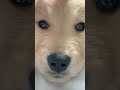 股に挟まった子犬 #shorts