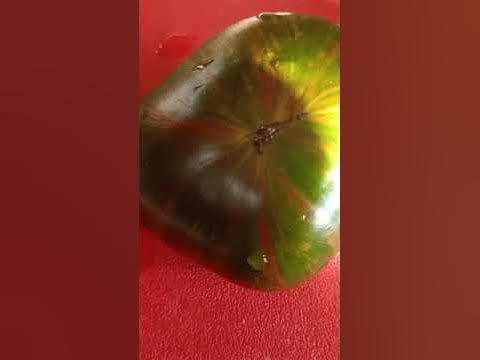 Томат Беркли Тай Дай Грин. - YouTube