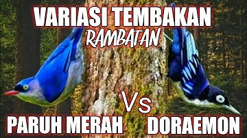 Variasi Tembakan Rambatan Paruh Merah Vs Rambatan Doraemon Sangat Cocok Buat Masteran Murai Batu