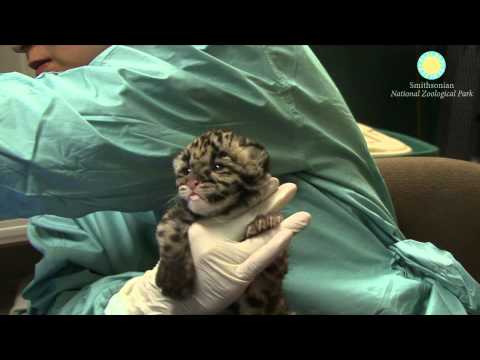 Video: Pet Scoop: Zoo Hand-Rears Fyra Sällsynta Cloud Leopard Cubs, två valpar sparade från eld