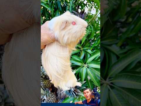 Pegamos, ele tem olho rosa 😲😨