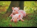 焚き火のような歌 コブクロ ぶた