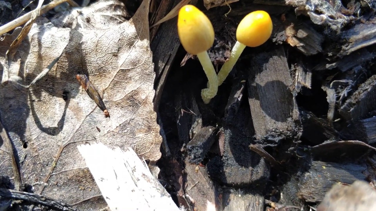 ¿Como es un hongo? ¿Qué es el micelio? Aqui lo muestro.