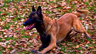 Malinois is a DOG GOD - Belgian malinois training by Studio by Man, Dog & Cows 4,027 views 1 month ago 2 minutes, 9 seconds