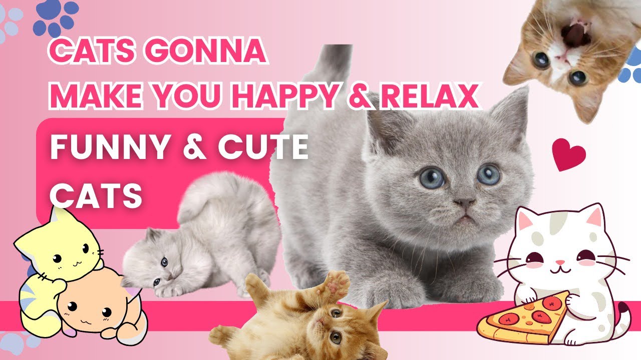 FUNNY AND CUTE CATS🐱😂: LaughOutLoud Explosions with Clever Cat ...