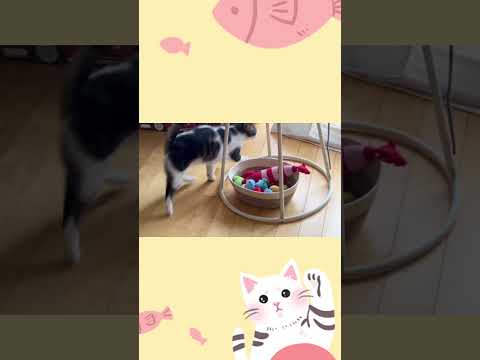 やっぱりテント好きな実家猫のふくくん#ado #show #テント好き#テント