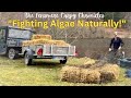 "Setting Out Barley Straw at Fensmere to Control Algae Growth This Summer | Eco-Friendly Solution"