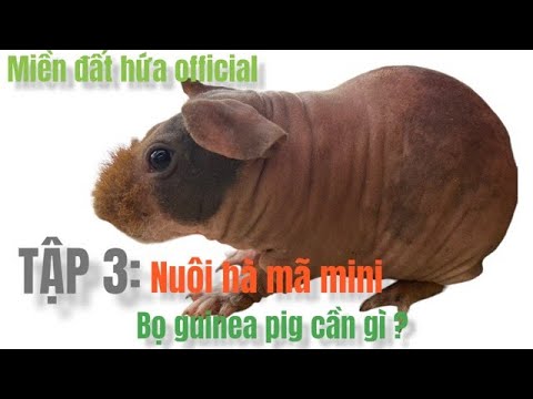 Video: Làm sạch chuồng Guinea một cách nhanh chóng và dễ dàng